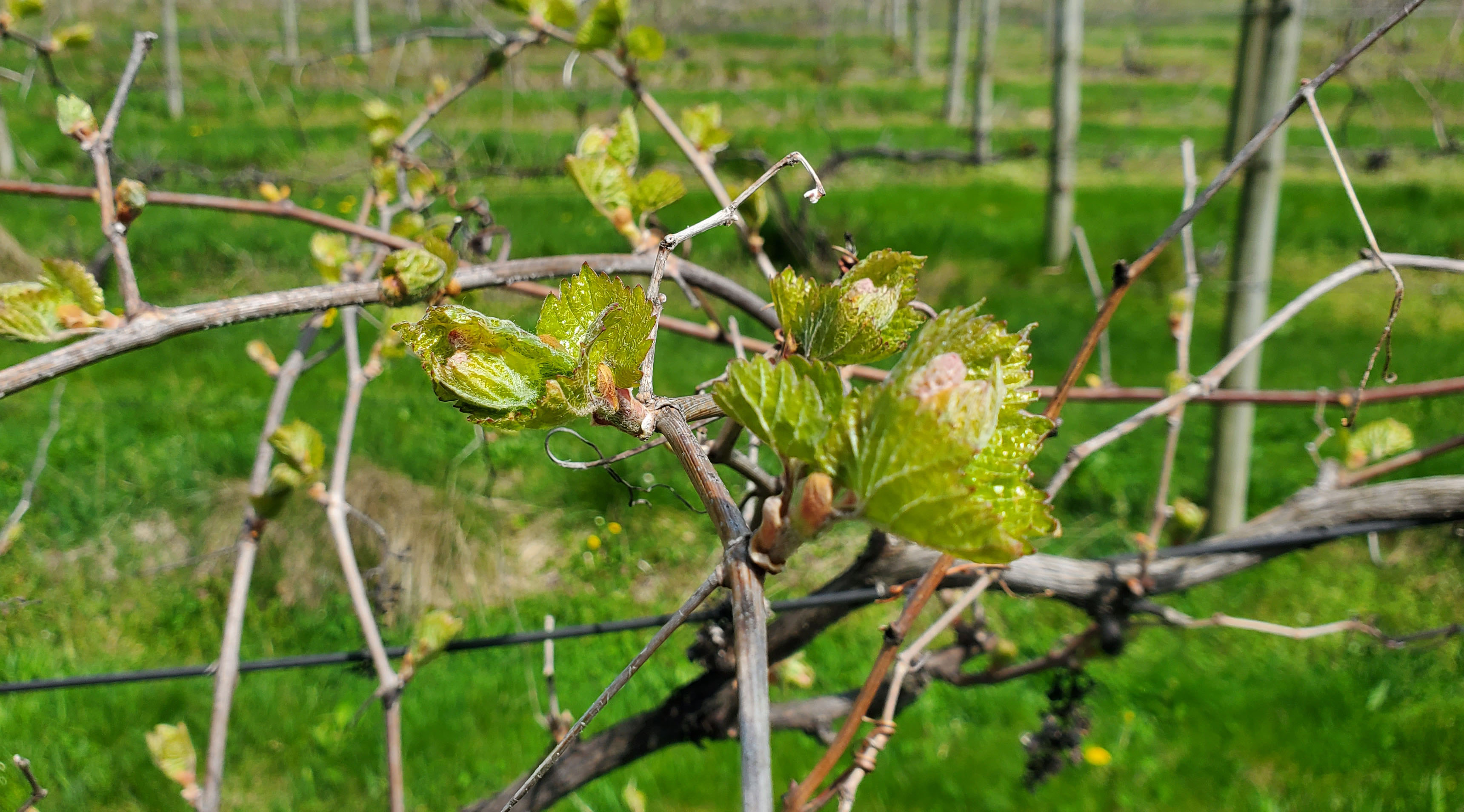 Grapes starting to bloom.